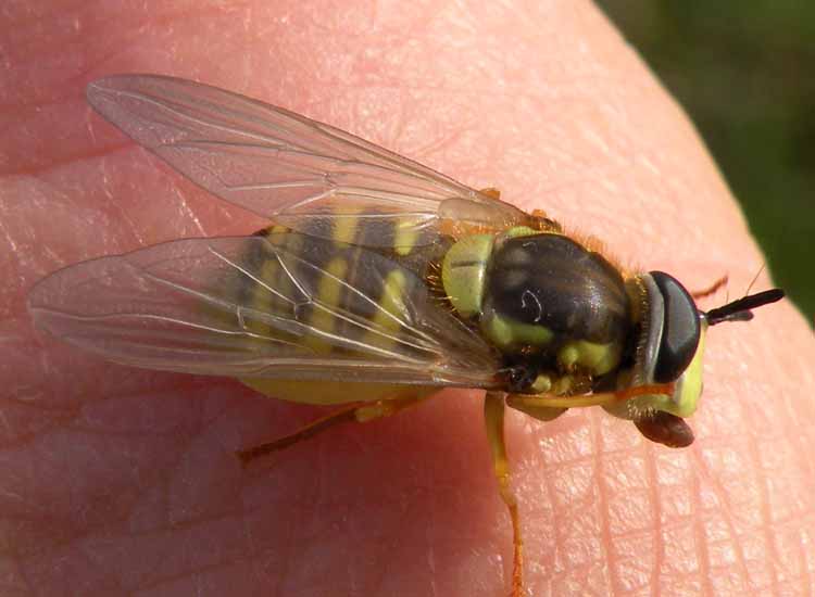 Syrphidae confidente